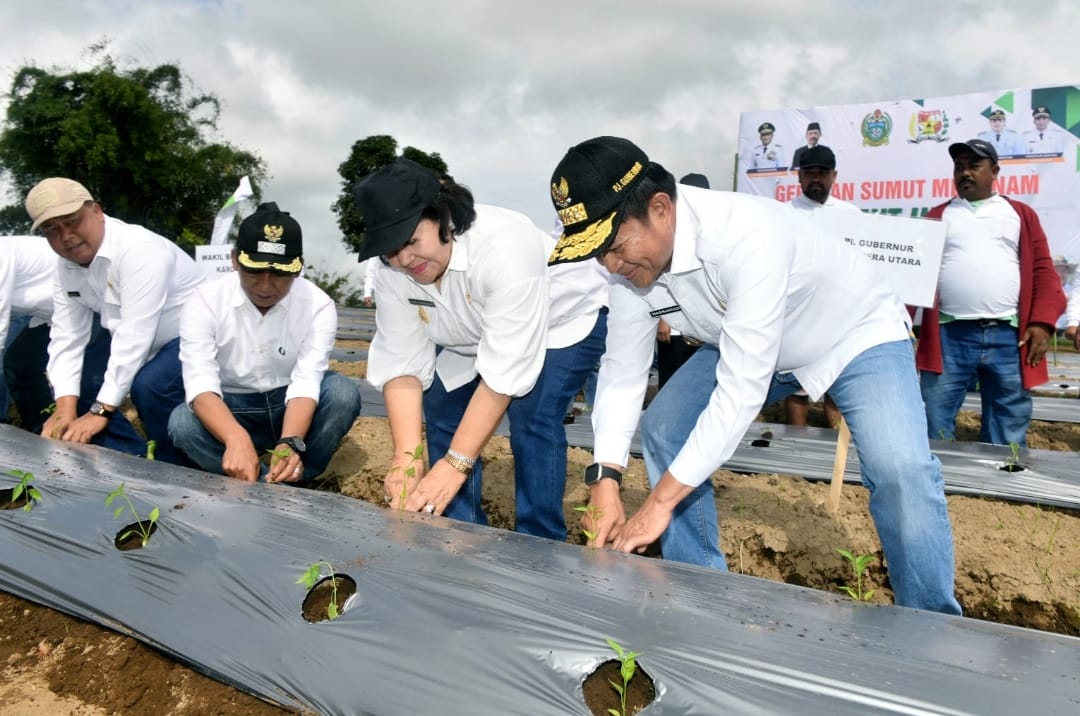 Pj Gubernur Sumut Hassanudin menanam Bibit Cabai dalam Rangka Gerakan Sumut Menanam di Desa Sampun, Kecamatan Dolat Rayat, Kabupaten Karo, Selasa (16/1/2024). Pada kesempatan ini, Pj Gubernur Sumut juga menyerahkan Alat Mesin Pertanian dan Bibit Tanaman kepada Kelompok Tani Kecamatan Dolat Rayat.